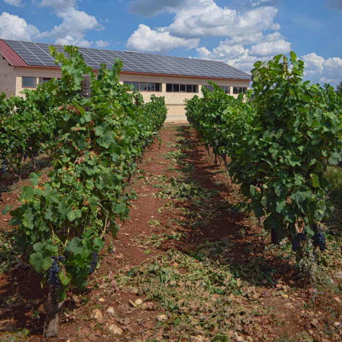 terroir del Primitivo di Manduria