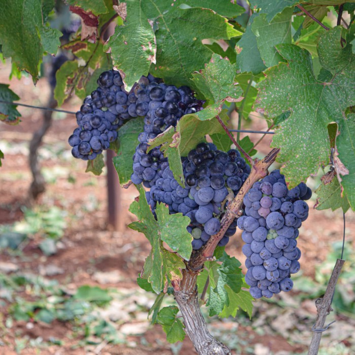 vigneti Masseria Cicella